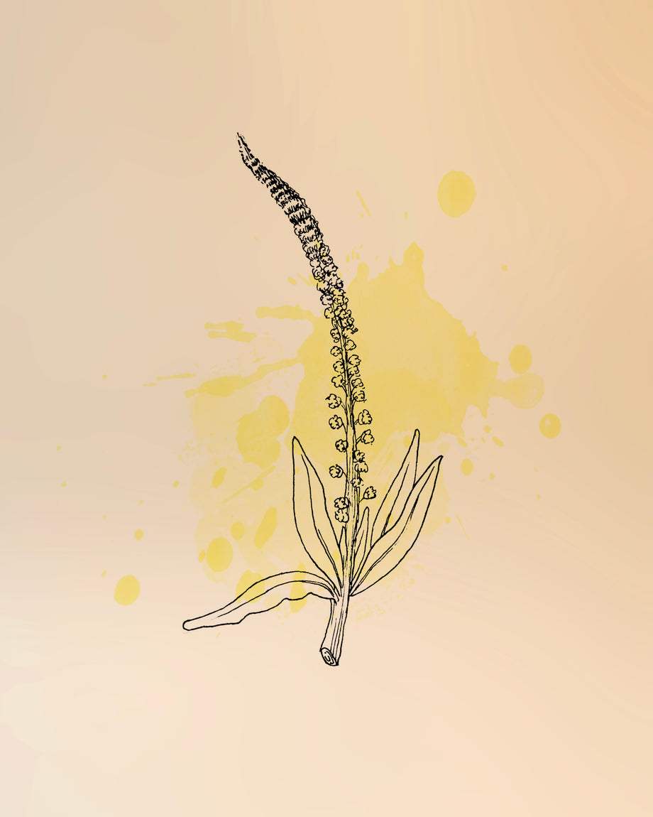 Solidago - Flowers - Featured Content - Lovingly