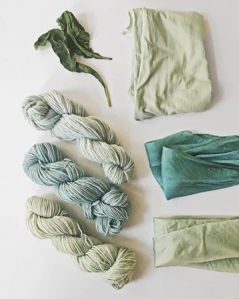 Fresh woad leaves dyeing wool and silk