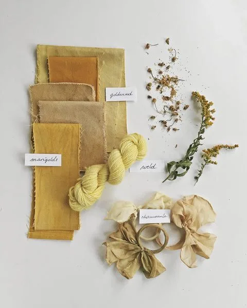 Local dye plants growing wild in Berlin